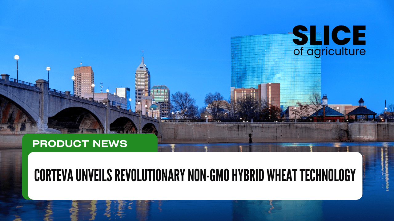 Corteva Unveils Revolutionary Non-GMO Hybrid Wheat Technology