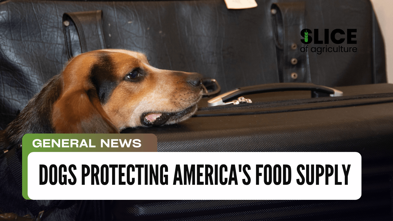 Dogs Protecting America's Food Supply