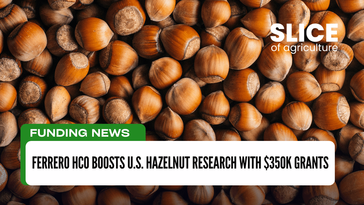 Ferrero HCo Boosts U.S. Hazelnut Research with $350K Grants