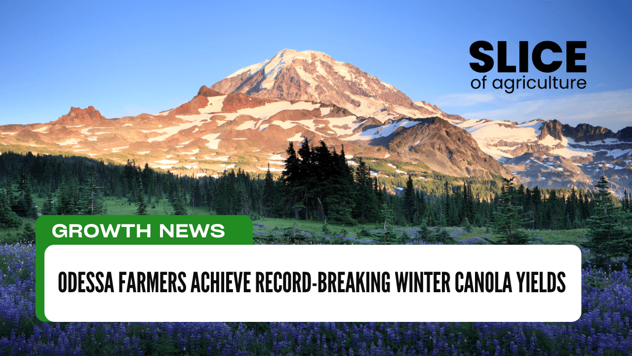 Odessa Farmers Achieve Record-Breaking Winter Canola Yields